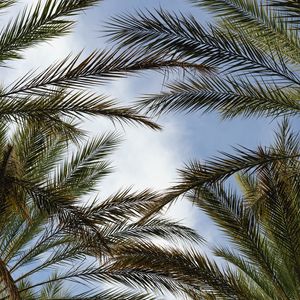 Preview wallpaper palm trees, branches, sky, plant