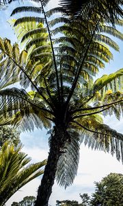 Preview wallpaper palm trees, branches, sky, nature