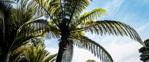 Preview wallpaper palm trees, branches, sky, nature