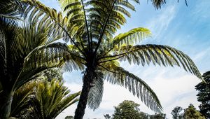 Preview wallpaper palm trees, branches, sky, nature