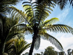 Preview wallpaper palm trees, branches, sky, nature