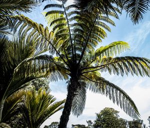 Preview wallpaper palm trees, branches, sky, nature