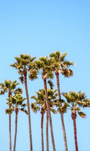 Preview wallpaper palm trees, branches, sky