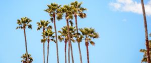 Preview wallpaper palm trees, branches, sky