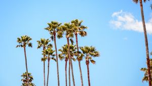 Preview wallpaper palm trees, branches, sky