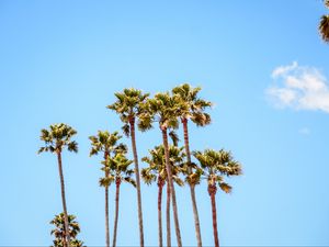 Preview wallpaper palm trees, branches, sky