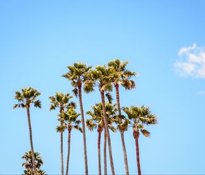 Preview wallpaper palm trees, branches, sky