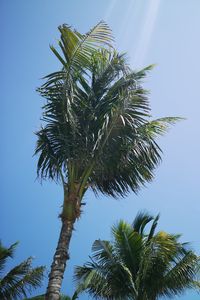 Preview wallpaper palm trees, branches, sky, trees