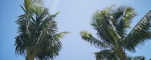 Preview wallpaper palm trees, branches, sky, trees