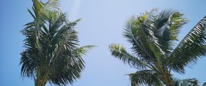 Preview wallpaper palm trees, branches, sky, trees