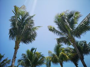 Preview wallpaper palm trees, branches, sky, trees