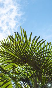 Preview wallpaper palm trees, branches, sunlight, sky