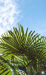 Preview wallpaper palm trees, branches, sunlight, sky