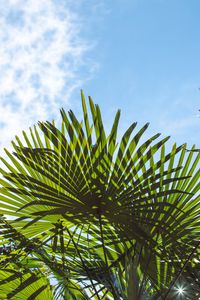 Preview wallpaper palm trees, branches, sunlight, sky