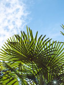 Preview wallpaper palm trees, branches, sunlight, sky