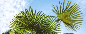 Preview wallpaper palm trees, branches, sunlight, sky