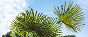 Preview wallpaper palm trees, branches, sunlight, sky