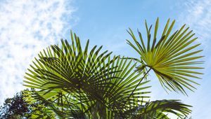 Preview wallpaper palm trees, branches, sunlight, sky