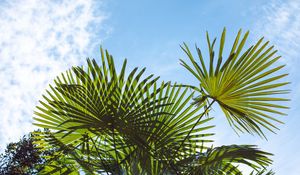 Preview wallpaper palm trees, branches, sunlight, sky