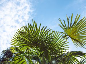 Preview wallpaper palm trees, branches, sunlight, sky