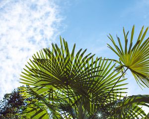 Preview wallpaper palm trees, branches, sunlight, sky