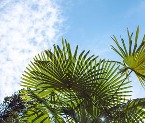 Preview wallpaper palm trees, branches, sunlight, sky