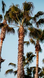 Preview wallpaper palm trees, branches, trees, sky