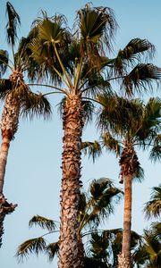 Preview wallpaper palm trees, branches, trees, sky