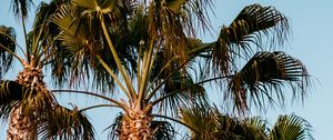 Preview wallpaper palm trees, branches, trees, sky