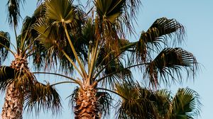 Preview wallpaper palm trees, branches, trees, sky