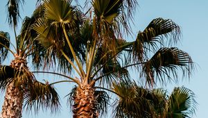 Preview wallpaper palm trees, branches, trees, sky