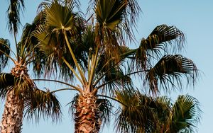 Preview wallpaper palm trees, branches, trees, sky