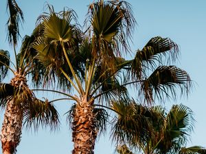 Preview wallpaper palm trees, branches, trees, sky