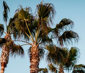 Preview wallpaper palm trees, branches, trees, sky