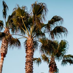 Preview wallpaper palm trees, branches, trees, sky