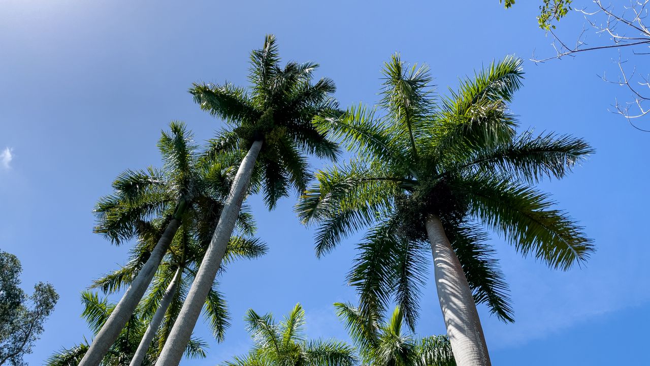 Wallpaper palm trees, branches, tropics