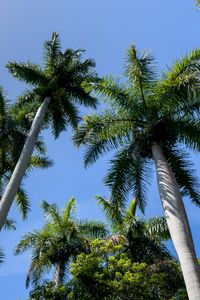 Preview wallpaper palm trees, branches, tropics