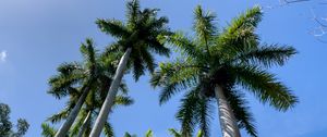 Preview wallpaper palm trees, branches, tropics