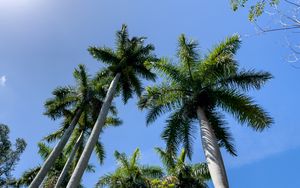 Preview wallpaper palm trees, branches, tropics