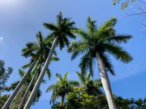 Preview wallpaper palm trees, branches, tropics