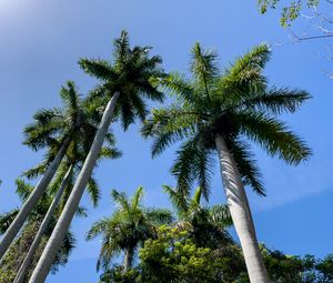 Preview wallpaper palm trees, branches, tropics