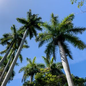 Preview wallpaper palm trees, branches, tropics