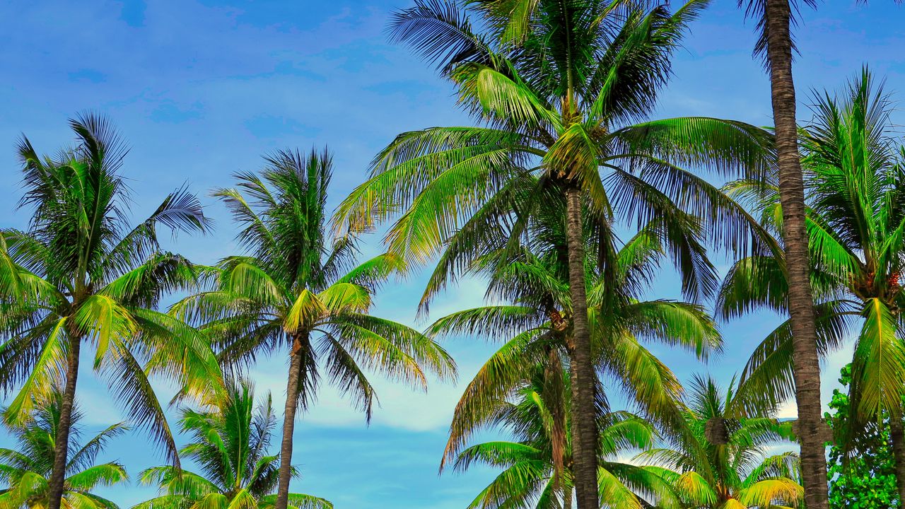 Wallpaper palm trees, branches, tropics, sky