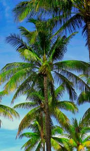 Preview wallpaper palm trees, branches, tropics, sky