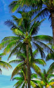 Preview wallpaper palm trees, branches, tropics, sky