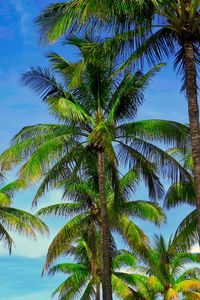 Preview wallpaper palm trees, branches, tropics, sky