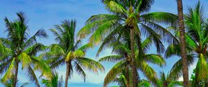 Preview wallpaper palm trees, branches, tropics, sky