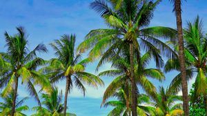 Preview wallpaper palm trees, branches, tropics, sky
