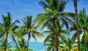 Preview wallpaper palm trees, branches, tropics, sky