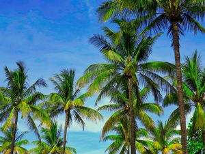 Preview wallpaper palm trees, branches, tropics, sky